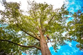 Best Root Management and Removal  in Lake Shore, MN