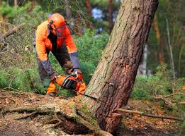  Lake Shore, MN Tree Removal Pros