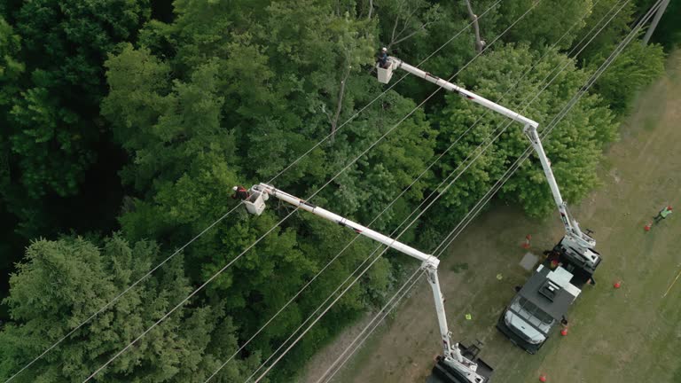 Reliable Lake Shore, MN Tree Removal Solutions