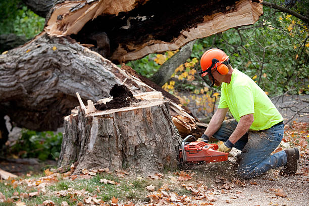 Best Arborist Consultation Services  in Lake Shore, MN