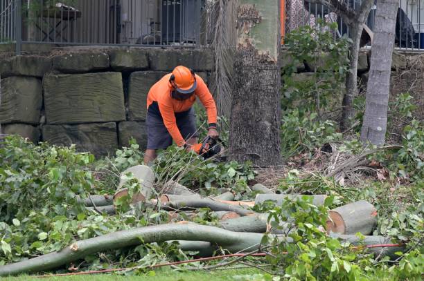 Best Tree Risk Assessment  in Lake Shore, MN